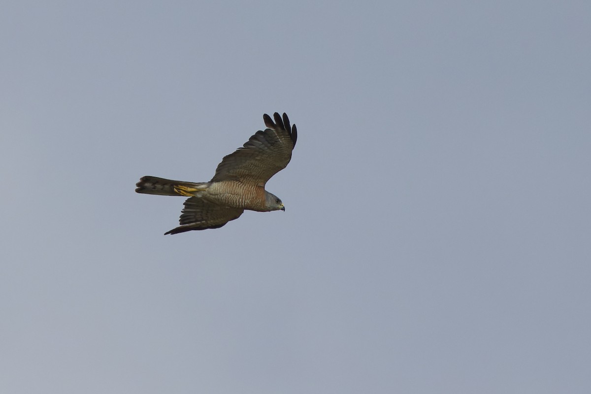 Levant Sparrowhawk - ML642818523