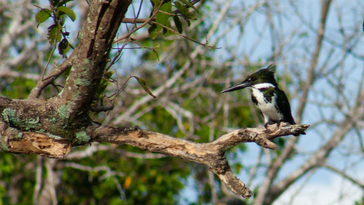 Martin-pêcheur d'Amazonie - ML642818526
