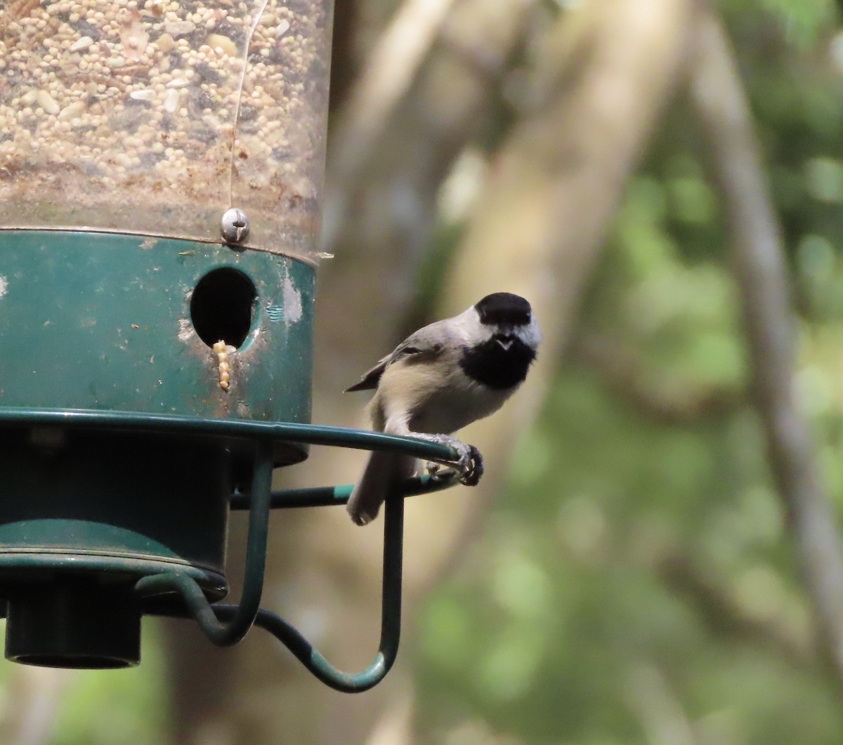 Mésange de Caroline - ML642818527