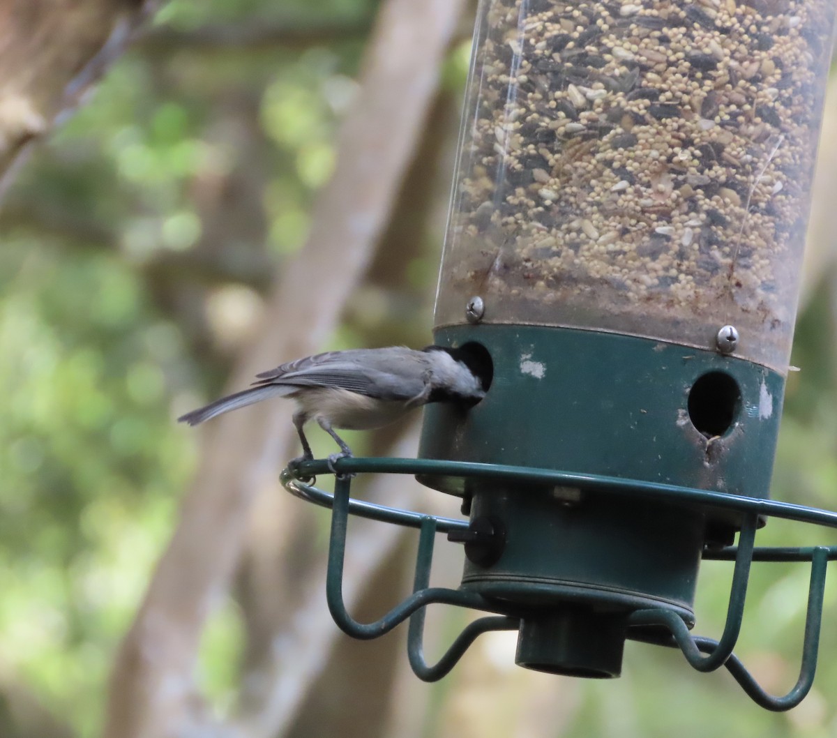Mésange de Caroline - ML642818528