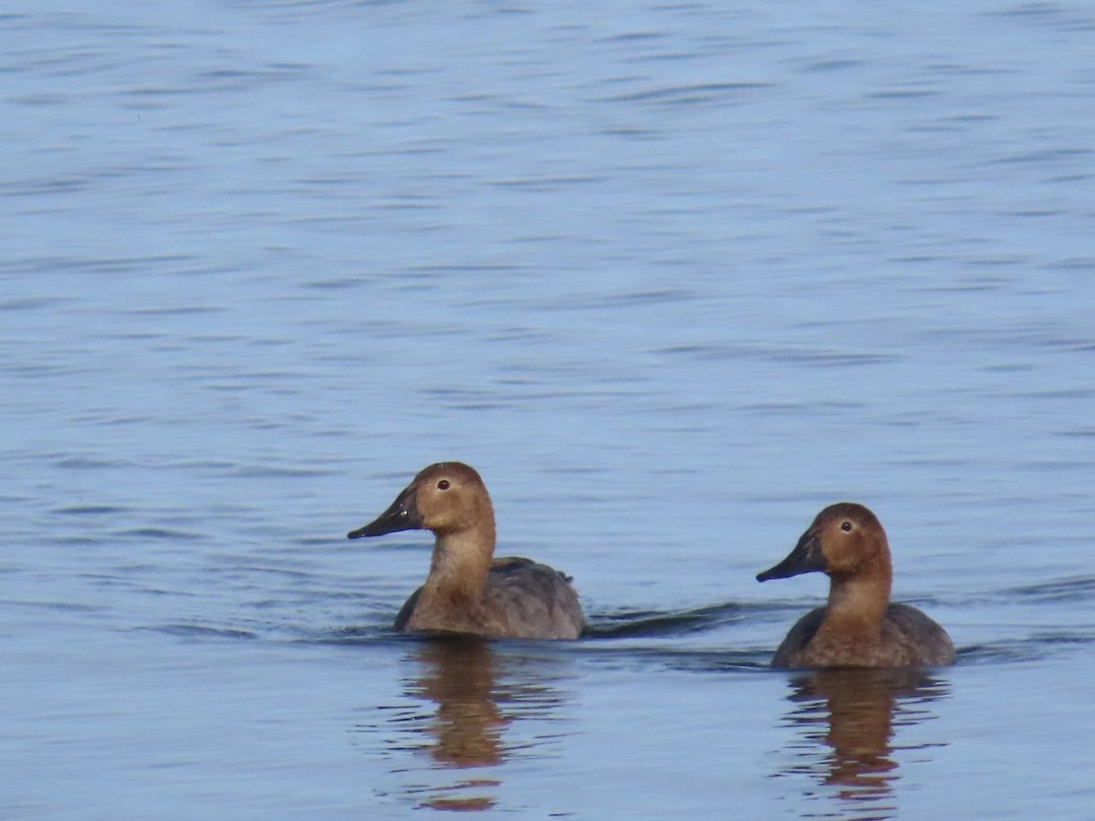 Canvasback - ML642818535