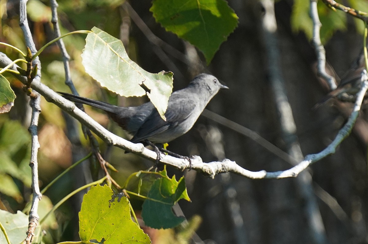 Gray Catbird - ML642818536
