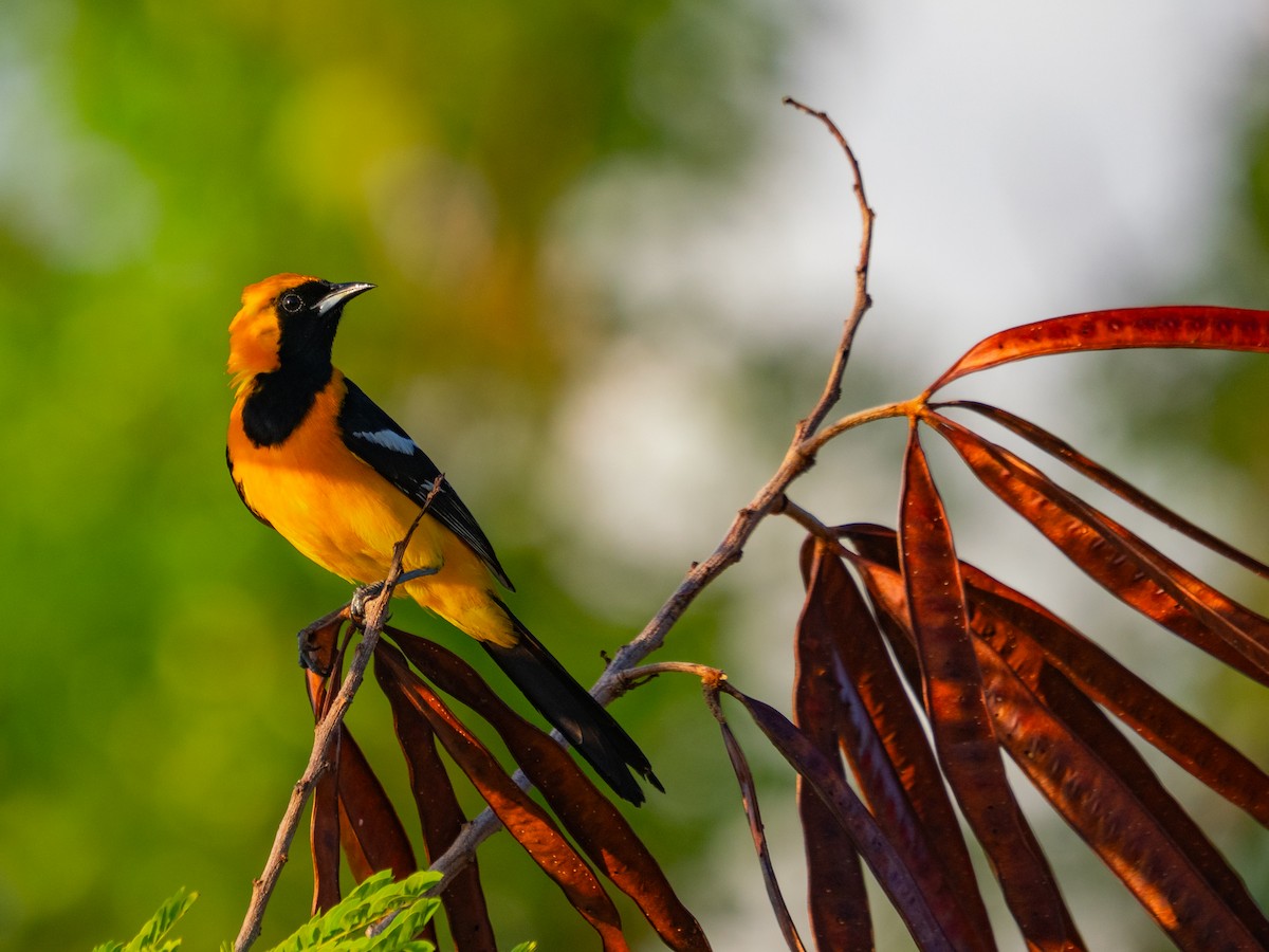 Hooded Oriole - ML642818541