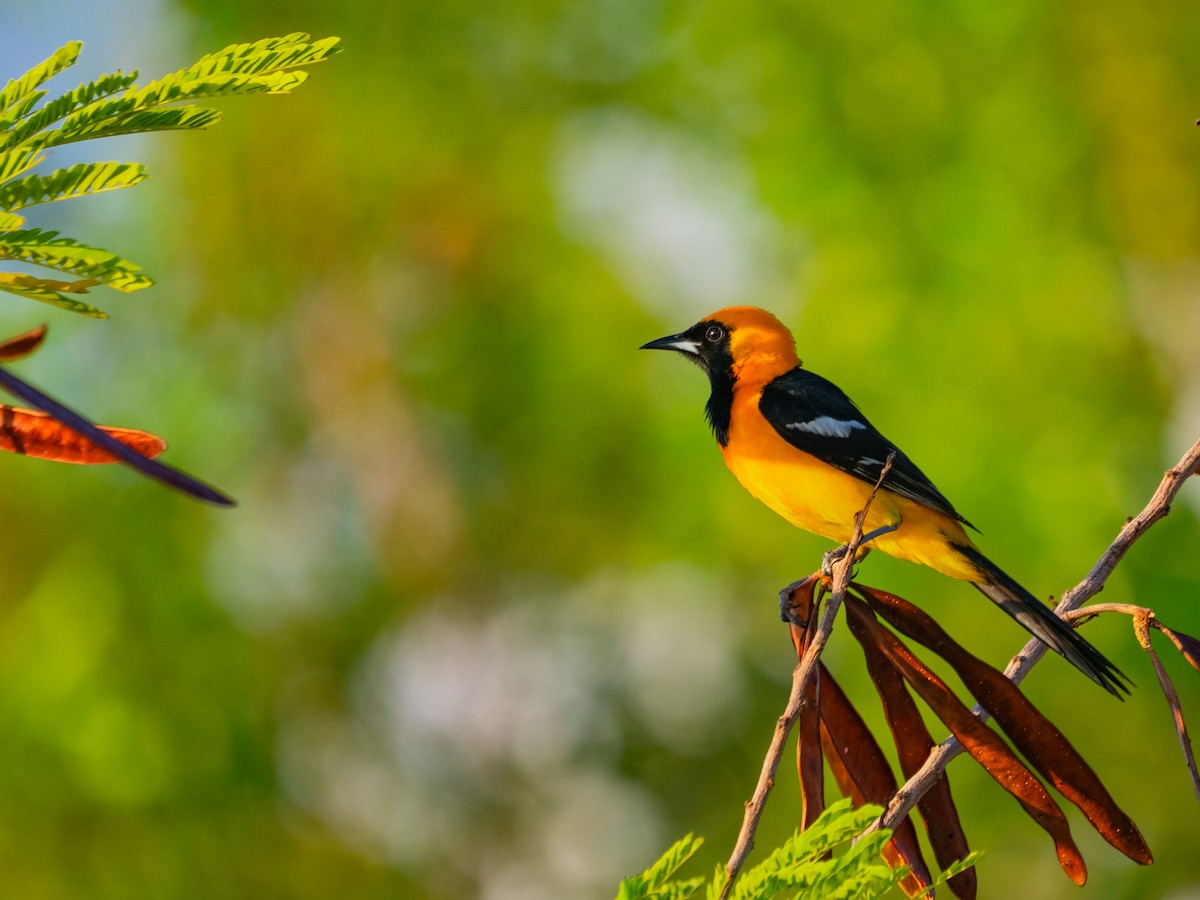 Hooded Oriole - ML642818542