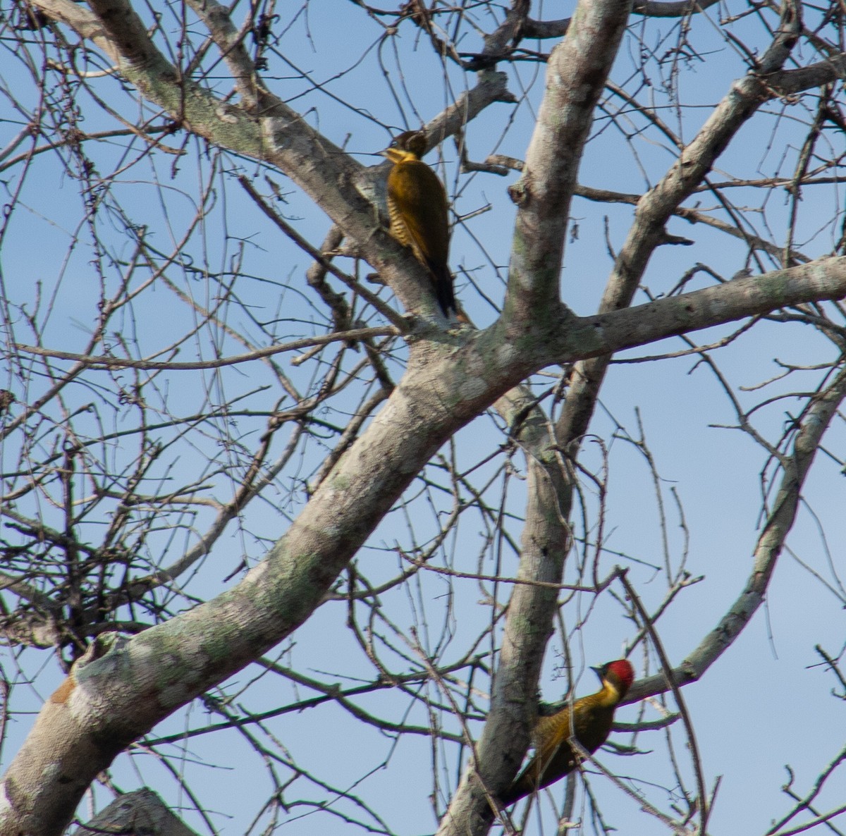Golden-green Woodpecker - ML642818548