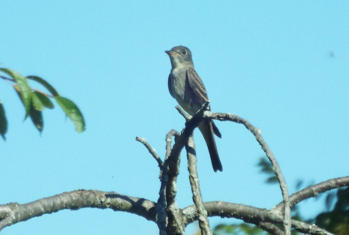 Eastern Wood-Pewee - ML642818550