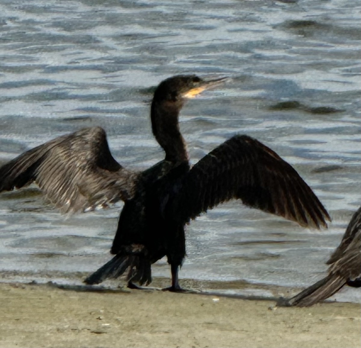 Neotropic Cormorant - ML642818558