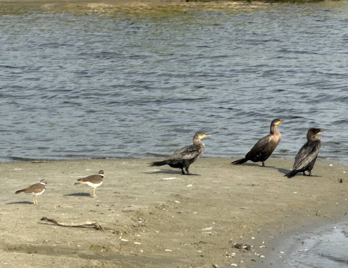 Neotropic Cormorant - ML642818559