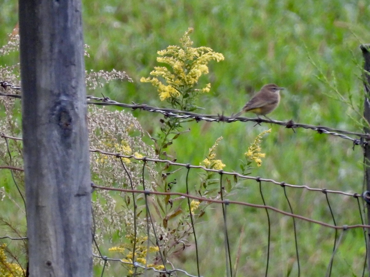 Palm Warbler - ML642818564