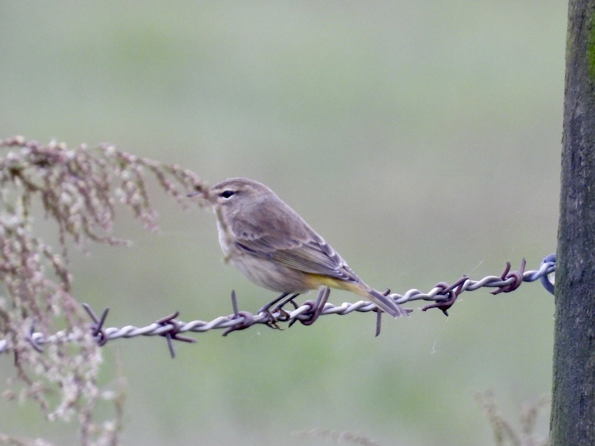 Palm Warbler - ML642818565