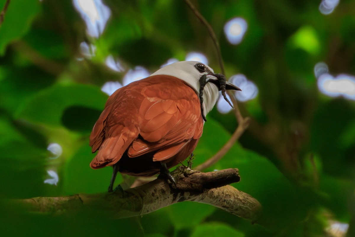 Three-wattled Bellbird - ML642818574