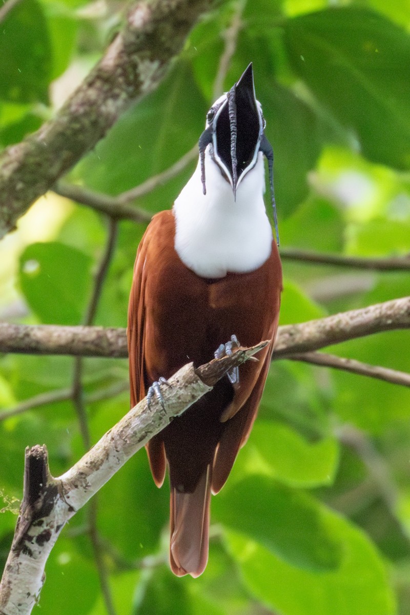 Three-wattled Bellbird - ML642818575