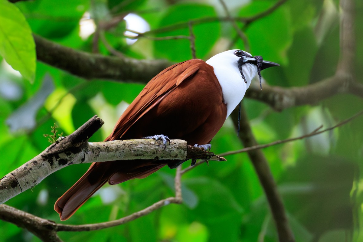 Three-wattled Bellbird - ML642818576