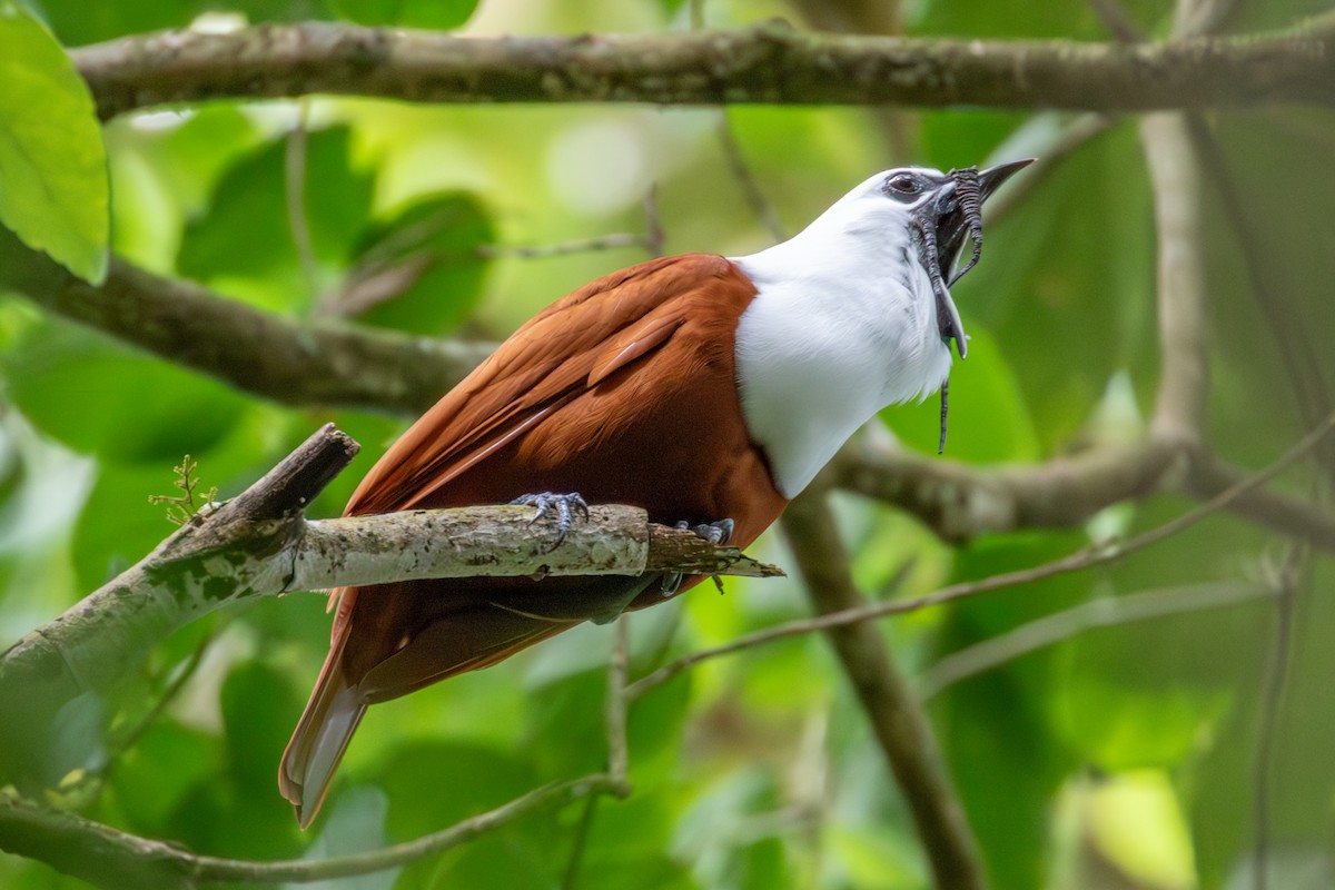 Three-wattled Bellbird - ML642818577
