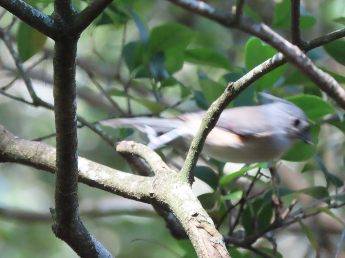 Mésange bicolore - ML642818582