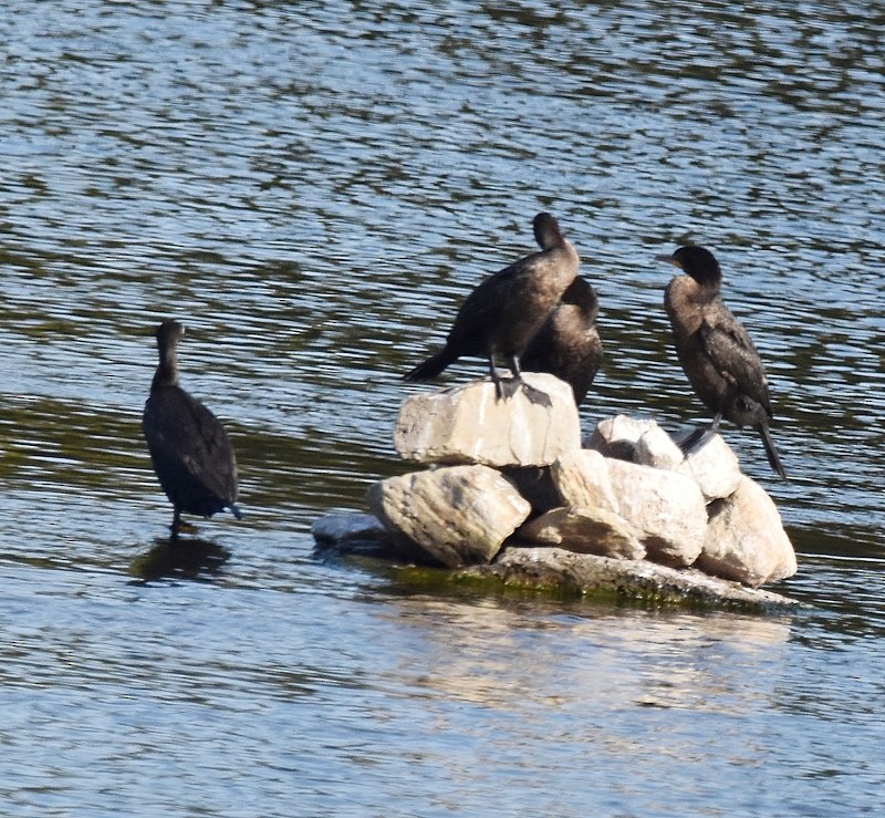 Double-crested Cormorant - ML642818608