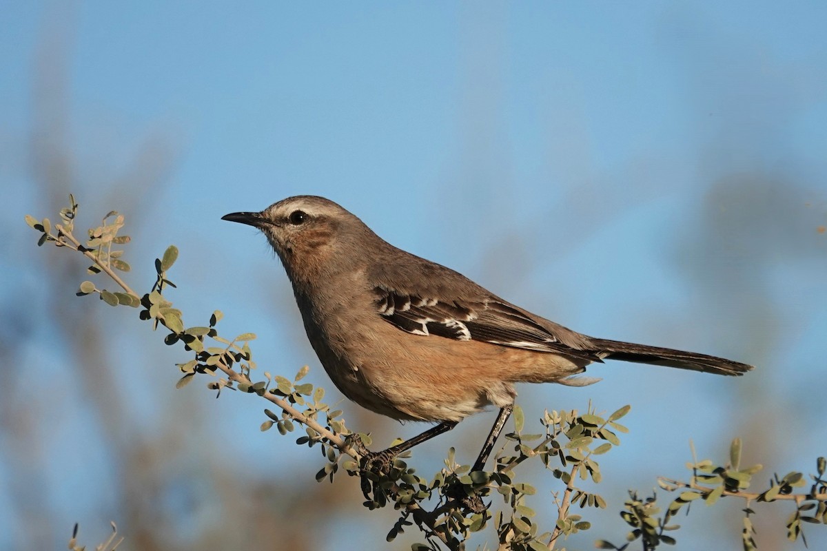 Patagonian Mockingbird - ML642818610