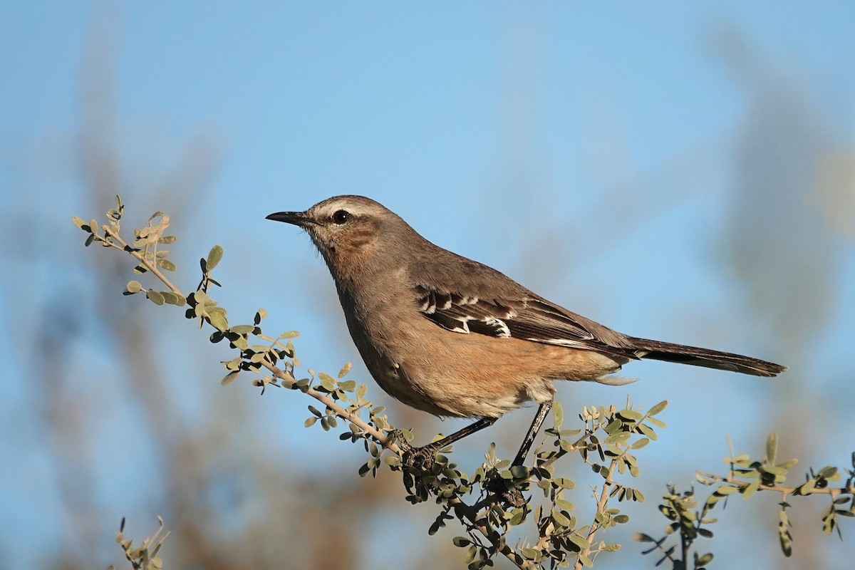 Patagonian Mockingbird - ML642818611