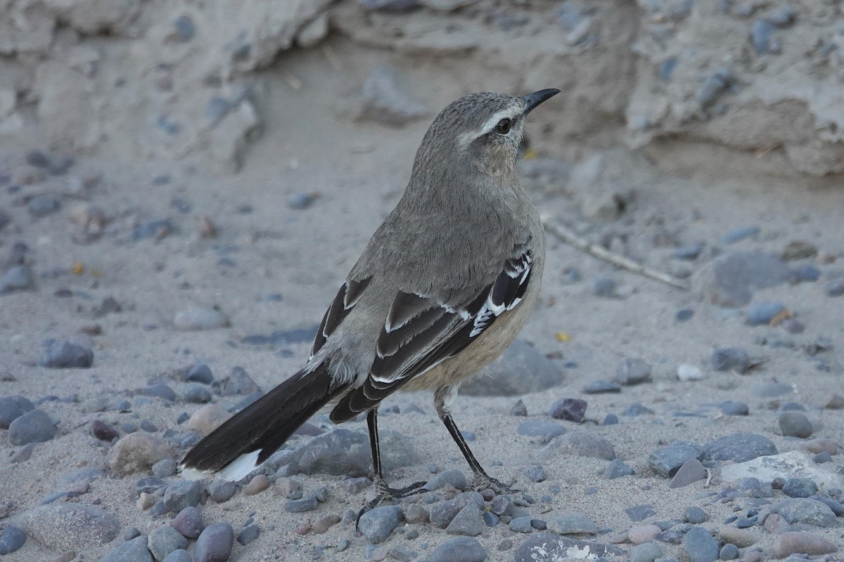Patagonian Mockingbird - ML642818612
