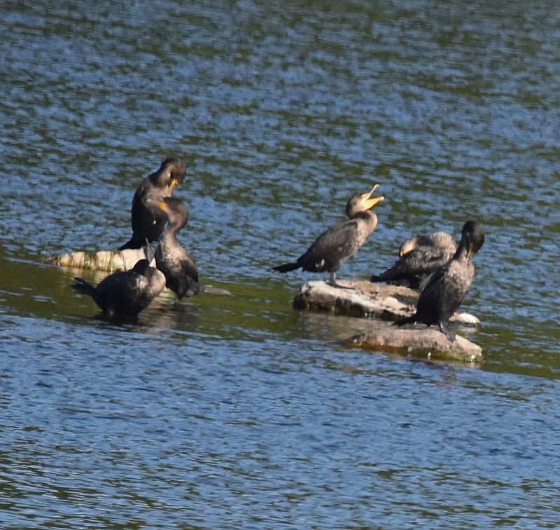 Double-crested Cormorant - ML642818614