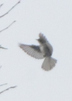 Olive-sided Flycatcher - ML642818623