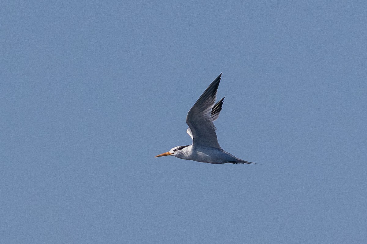 Lesser Crested Tern - ML642818628