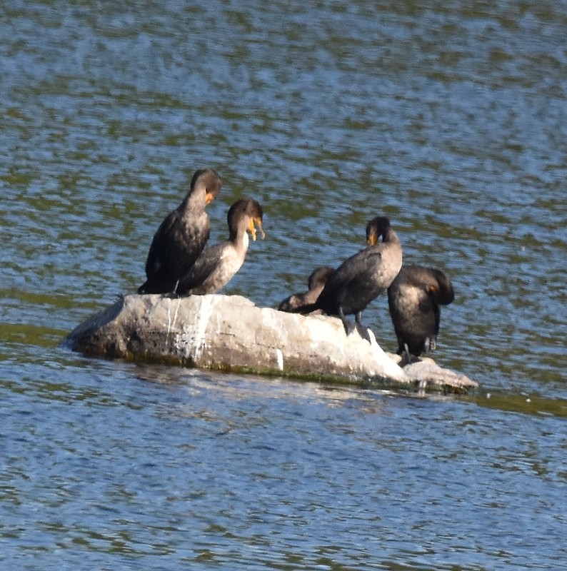 Double-crested Cormorant - ML642818629