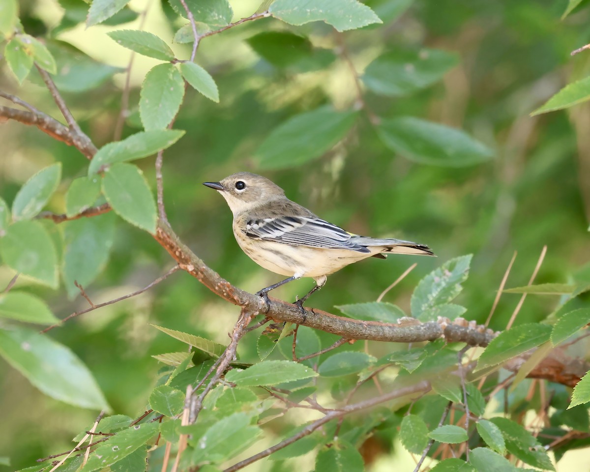Yellow-rumped Warbler (Myrtle) - ML642818630
