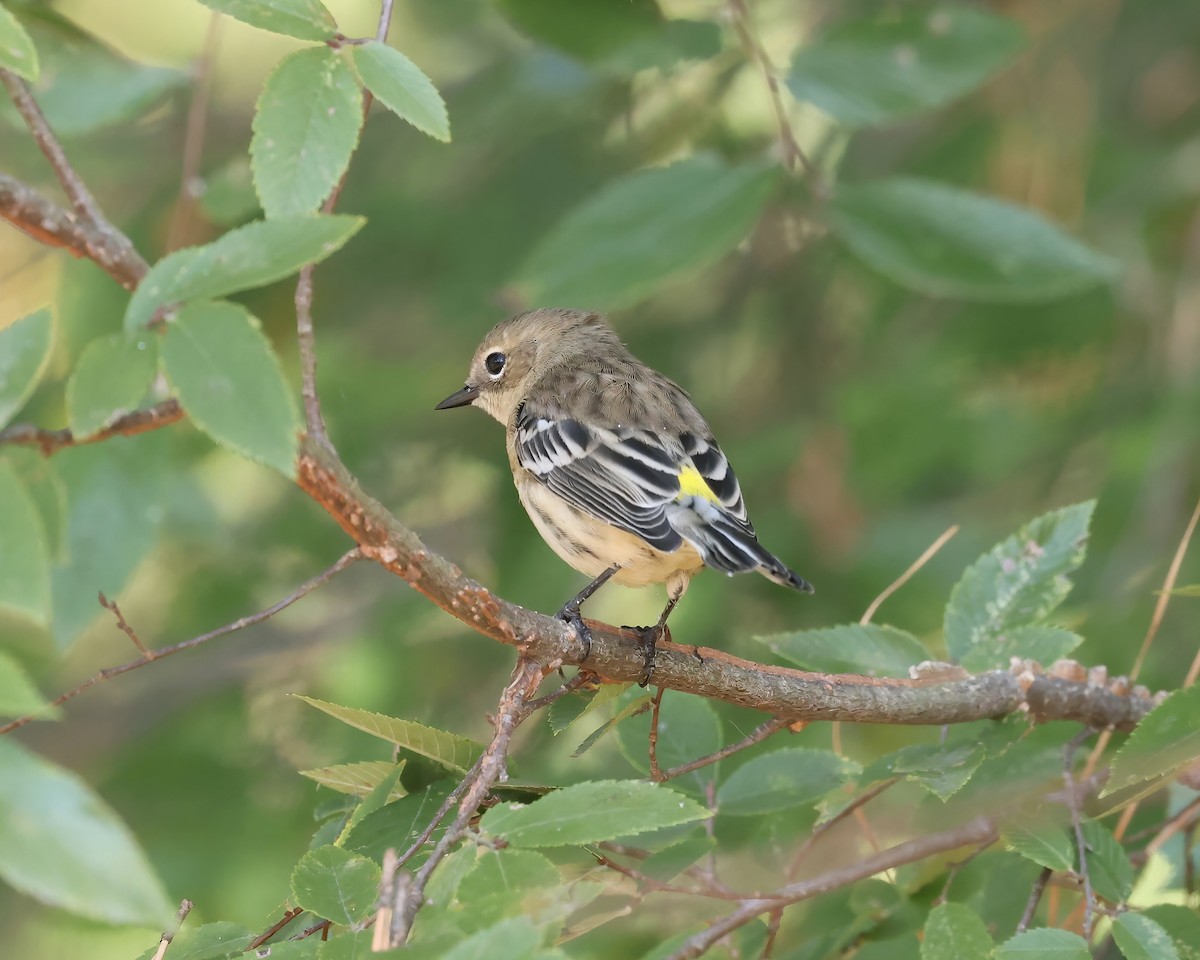 Yellow-rumped Warbler (Myrtle) - ML642818631