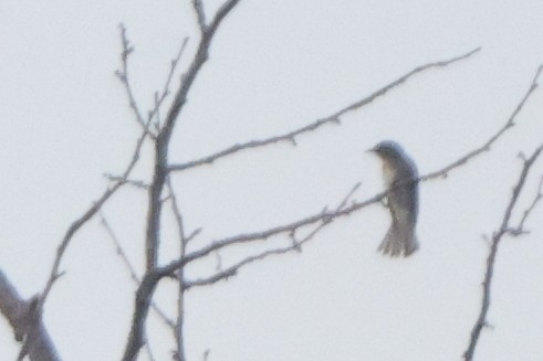 Olive-sided Flycatcher - ML642818633