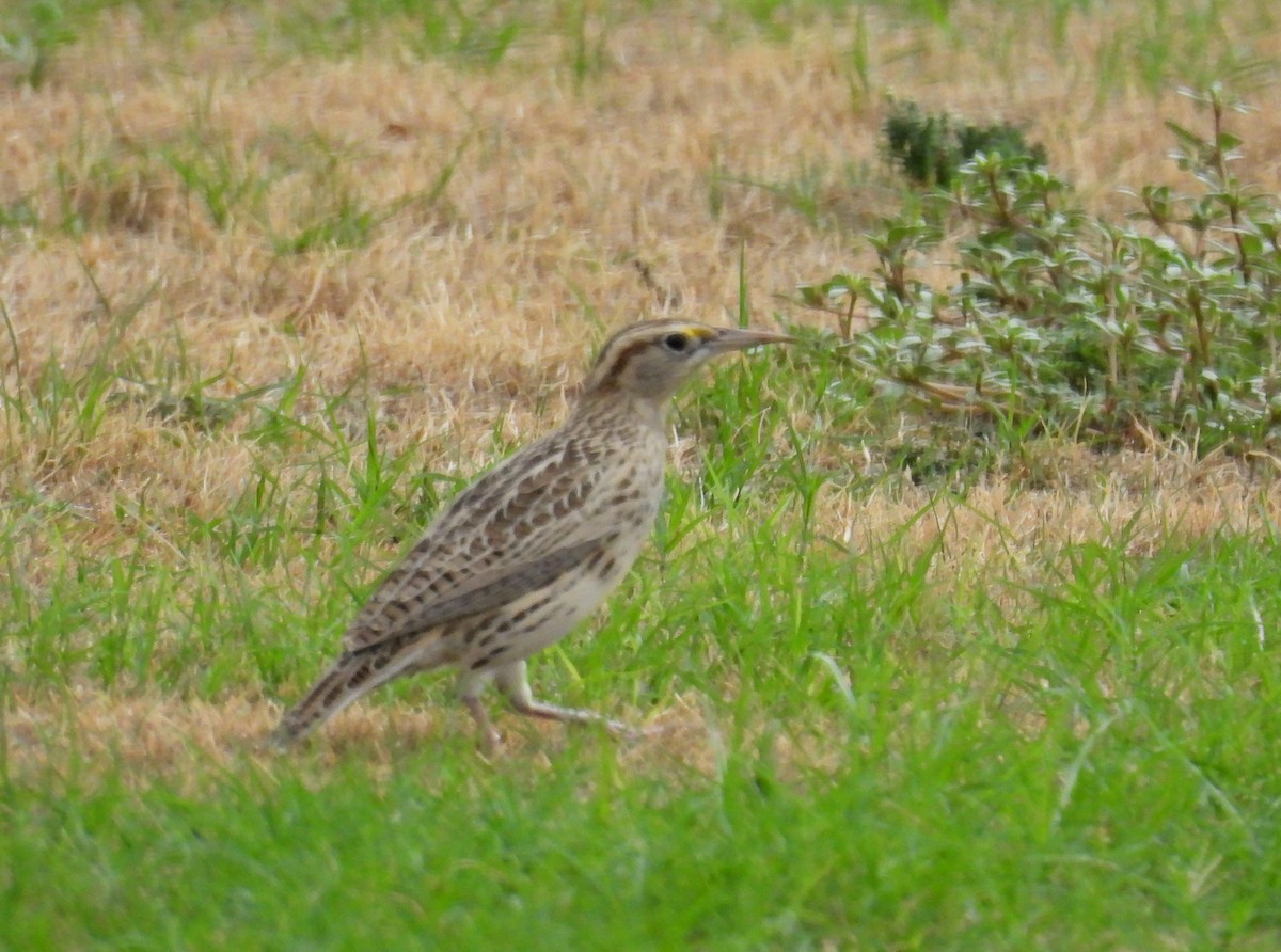 Western Meadowlark - ML642818640