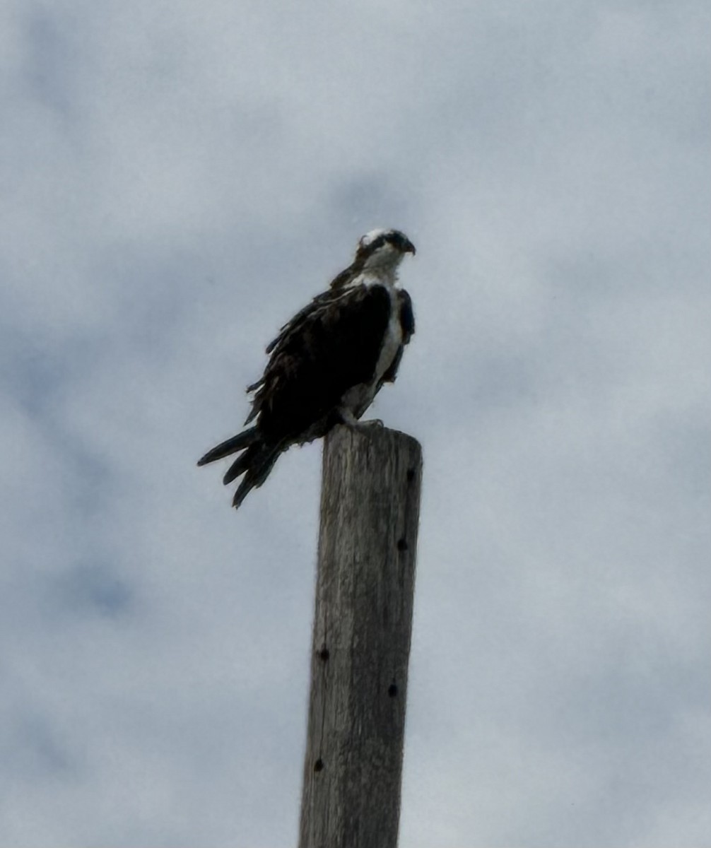 Скопа (carolinensis) - ML642818641