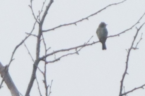 Olive-sided Flycatcher - ML642818644