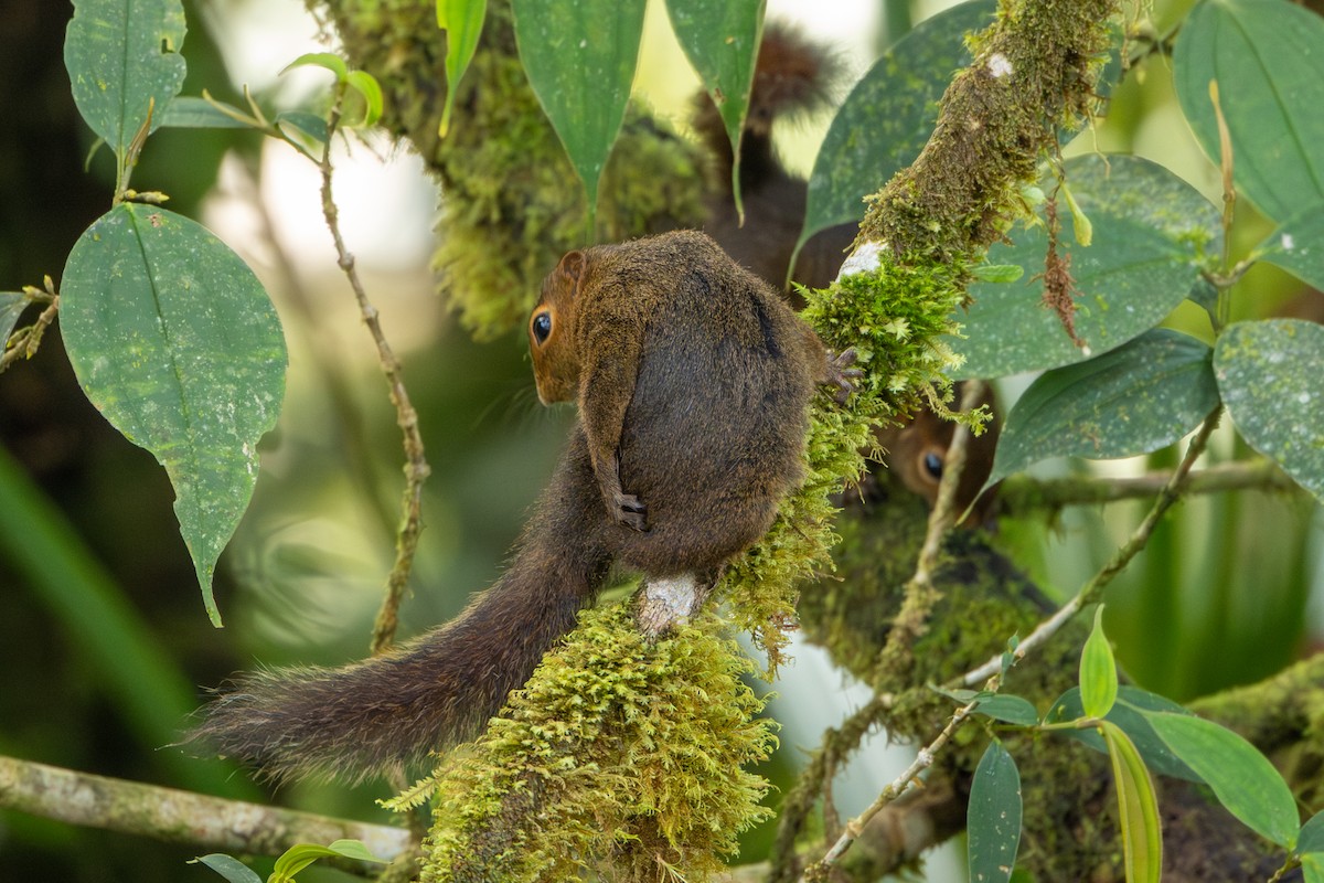 Amazon Dwarf Squirrel - ML642818646