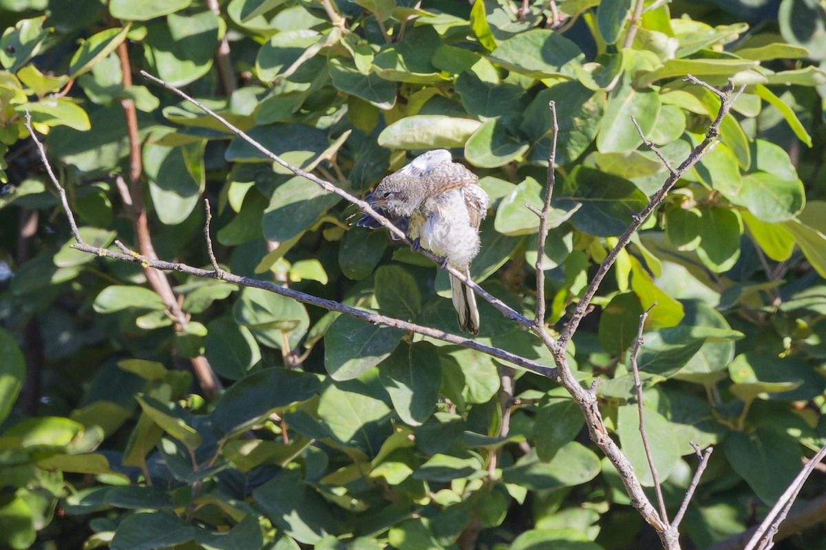Masked Shrike - ML642818647