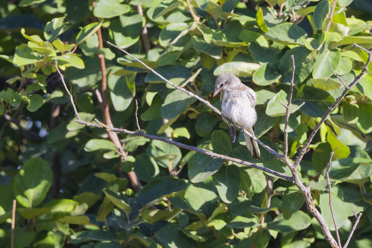 Masked Shrike - ML642818648