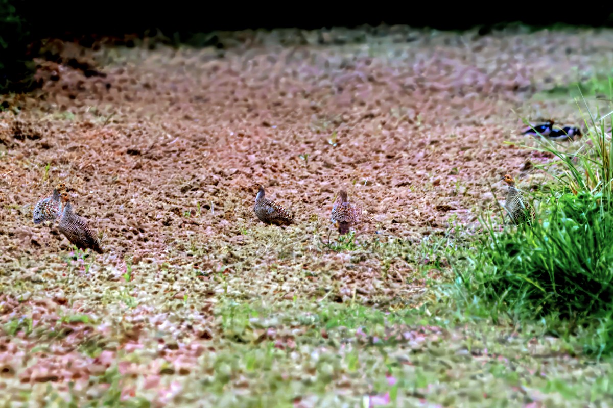 Gray Francolin - ML642818651