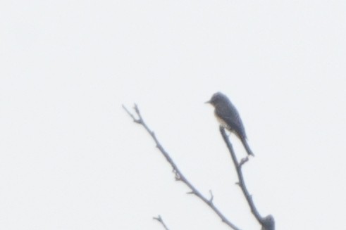Olive-sided Flycatcher - ML642818652