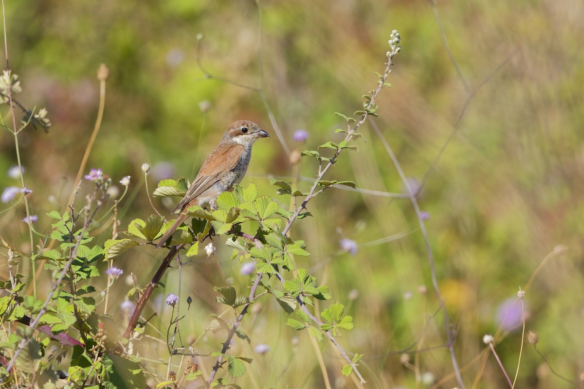 Red-backed Shrike - ML642818653
