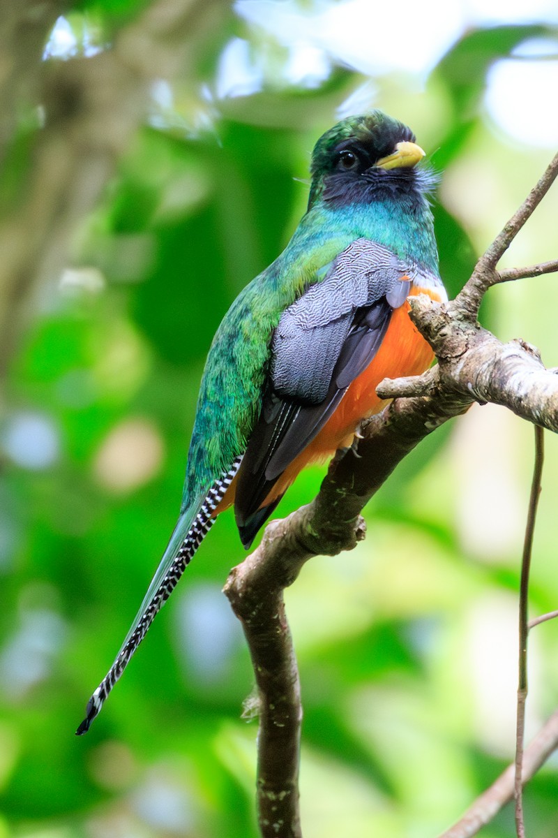 Collared Trogon (Orange-bellied) - ML642818654