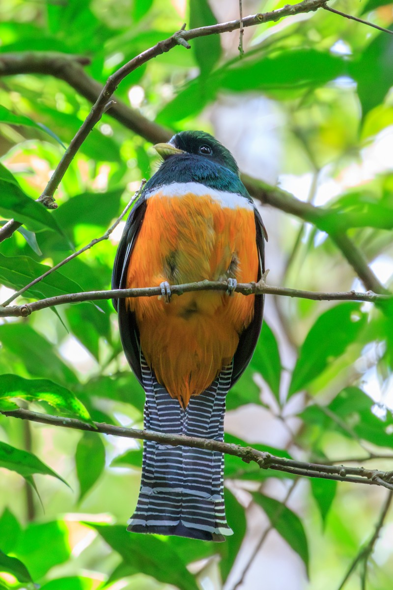 Collared Trogon (Orange-bellied) - ML642818655