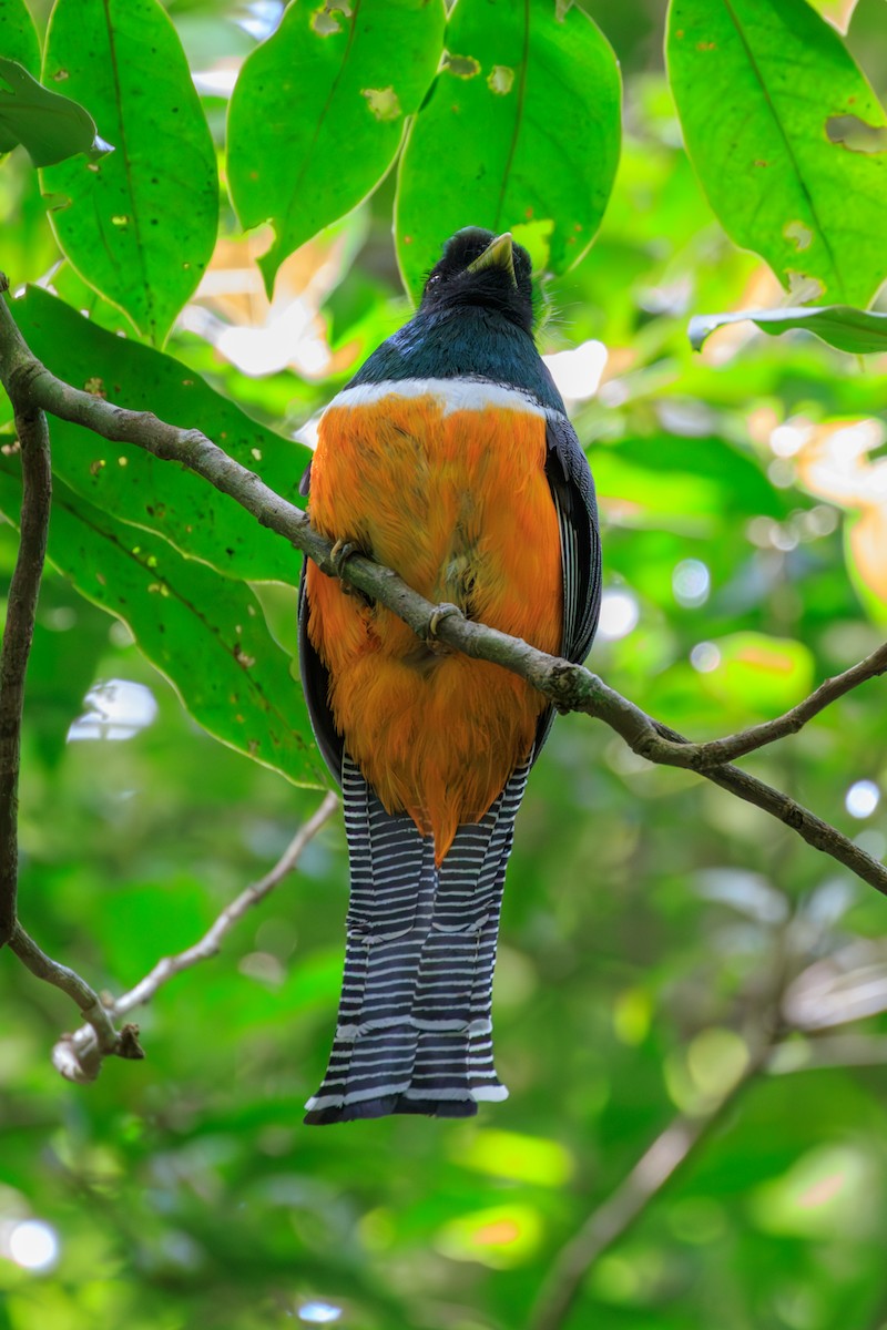 Collared Trogon (Orange-bellied) - ML642818656