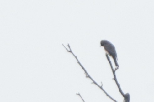 Olive-sided Flycatcher - ML642818661