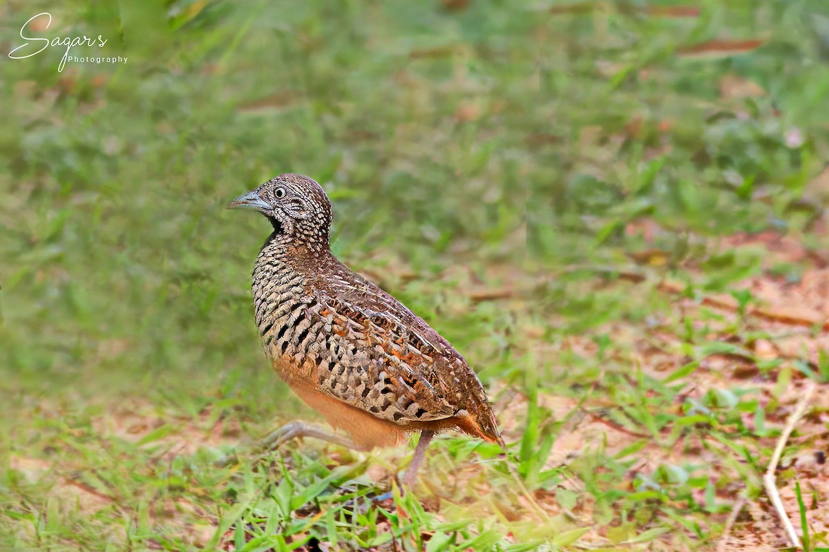 buttonquail sp. - ML642818662
