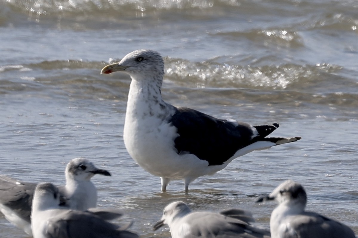 Lesser Black-backed Gull - ML642818664