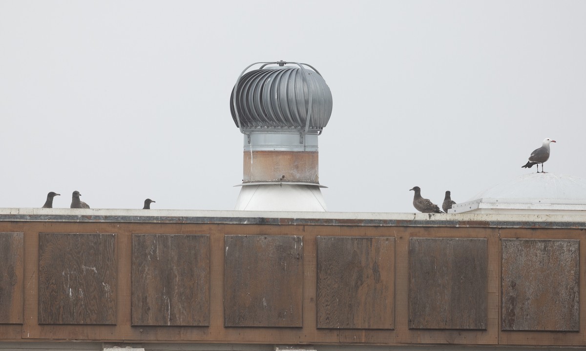 Heermann's Gull - ML642818667