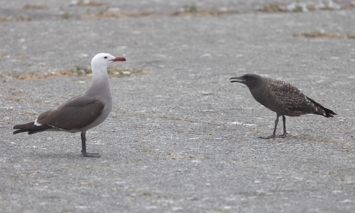 Heermann's Gull - ML642818668