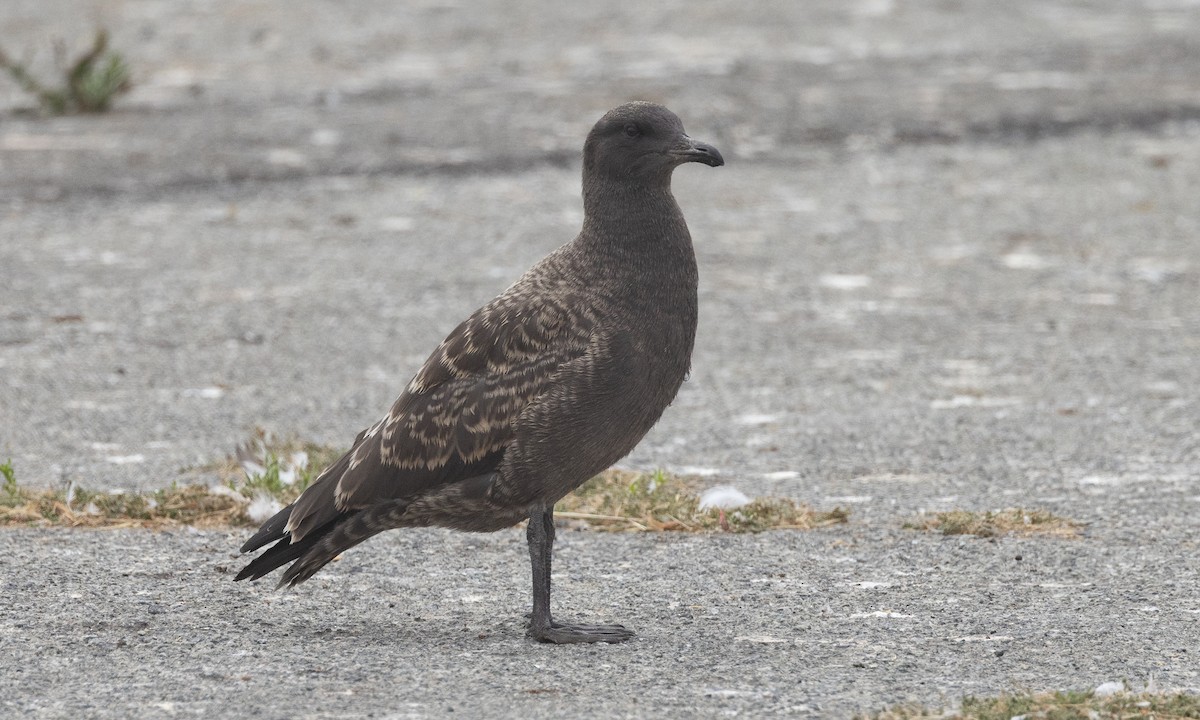 Heermann's Gull - ML642818669