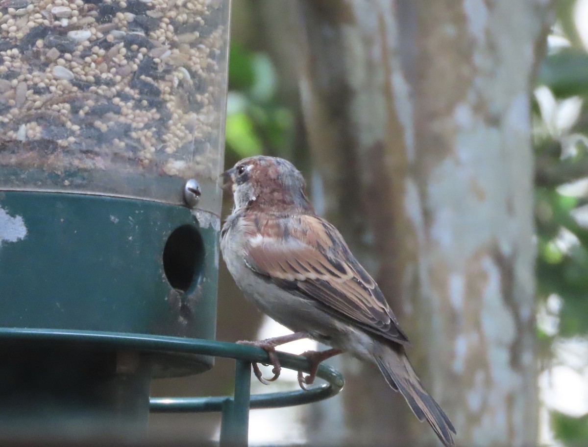 Moineau domestique - ML642818678