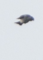 Olive-sided Flycatcher - ML642818679